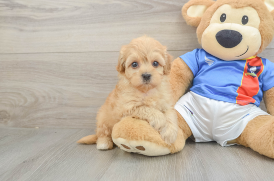 Funny Havapoo Poodle Mix Pup