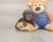 8 week old Havapoo Puppy For Sale - Seaside Pups