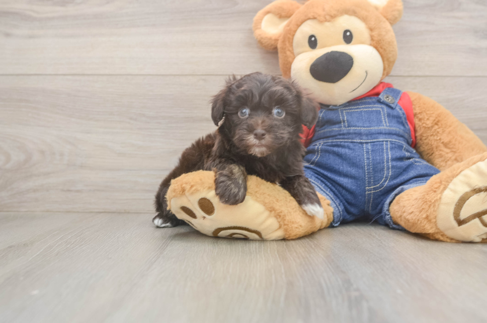 6 week old Havapoo Puppy For Sale - Seaside Pups