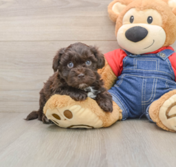 7 week old Havapoo Puppy For Sale - Seaside Pups