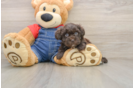 Best Havapoo Baby