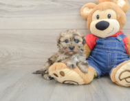 6 week old Havapoo Puppy For Sale - Seaside Pups