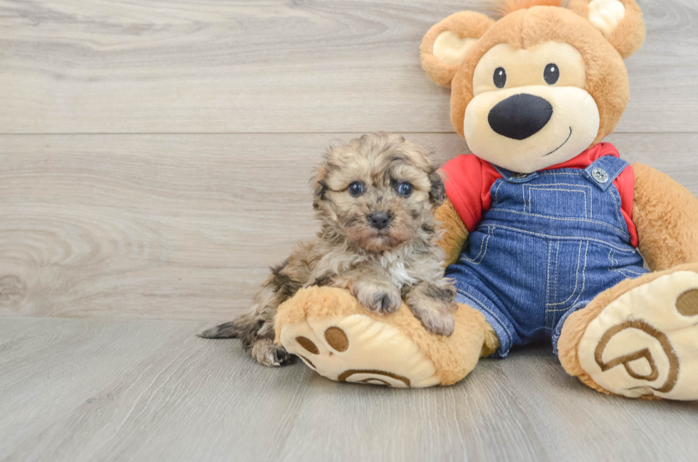 6 week old Havapoo Puppy For Sale - Seaside Pups