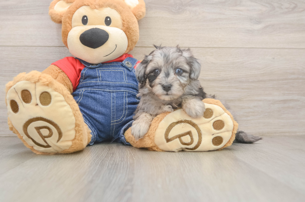 6 week old Havapoo Puppy For Sale - Seaside Pups