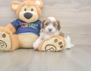 7 week old Havapoo Puppy For Sale - Seaside Pups