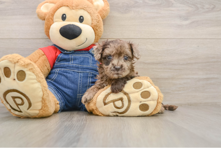 Little Havadoodle Poodle Mix Puppy