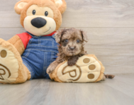 7 week old Havapoo Puppy For Sale - Seaside Pups