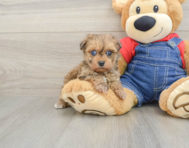 6 week old Havapoo Puppy For Sale - Seaside Pups