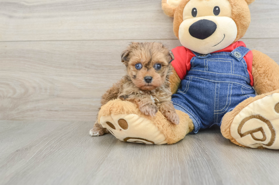 6 week old Havapoo Puppy For Sale - Seaside Pups