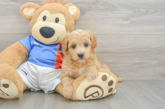 Popular Havapoo Poodle Mix Pup
