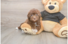 Small Havapoo Baby