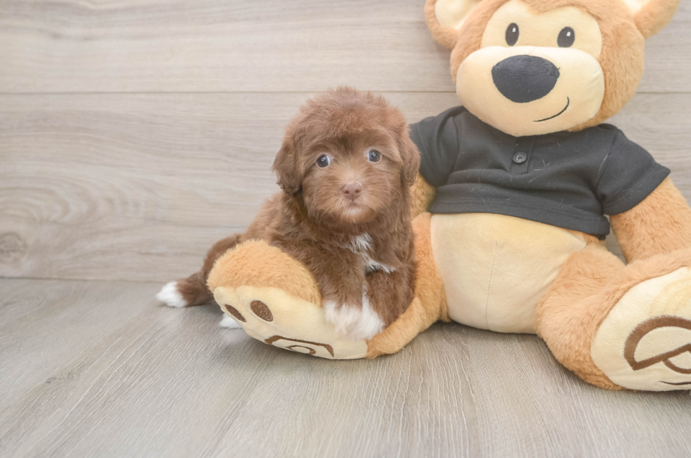 5 week old Havapoo Puppy For Sale - Seaside Pups