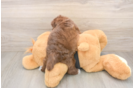 Little Havadoodle Poodle Mix Puppy