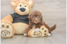 Havapoo Puppy for Adoption