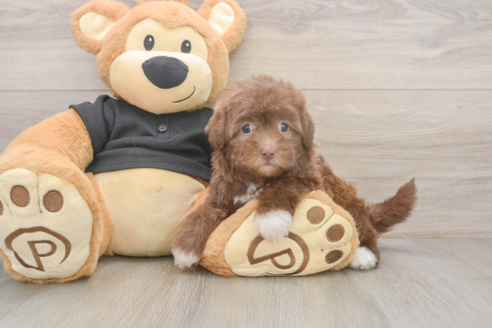 Havapoo Puppy for Adoption
