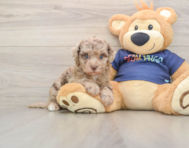 8 week old Havapoo Puppy For Sale - Seaside Pups