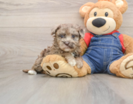 7 week old Havapoo Puppy For Sale - Seaside Pups