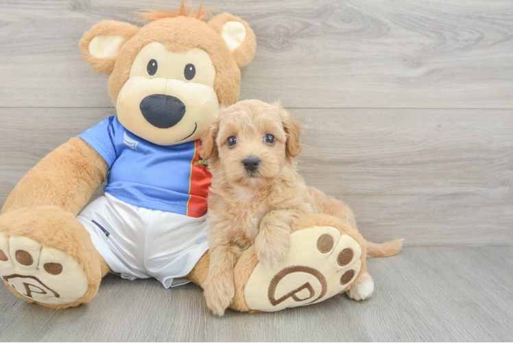 Hypoallergenic Havadoodle Poodle Mix Puppy