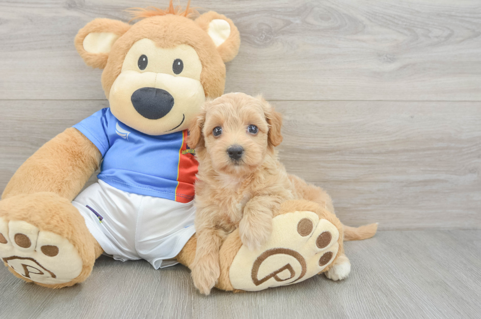 5 week old Havapoo Puppy For Sale - Seaside Pups
