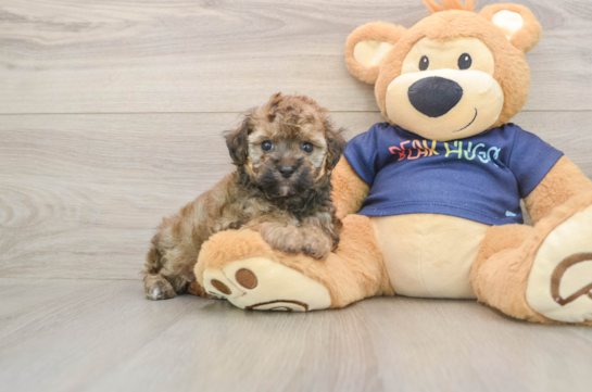 Adorable Havadoodle Poodle Mix Puppy