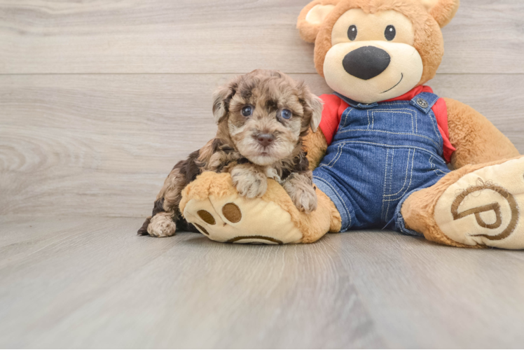 Havapoo Pup Being Cute