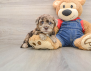 7 week old Havapoo Puppy For Sale - Seaside Pups
