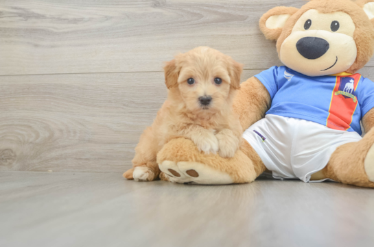 Havapoo Puppy for Adoption