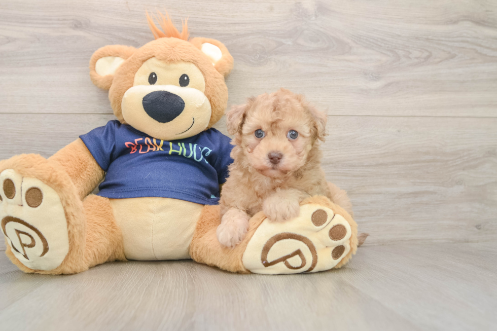 Havapoo Pup Being Cute