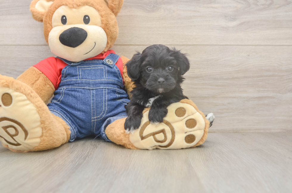 6 week old Havapoo Puppy For Sale - Seaside Pups