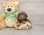 7 week old Havapoo Puppy For Sale - Seaside Pups