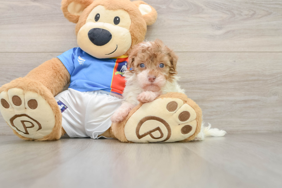 Playful Havadoodle Poodle Mix Puppy