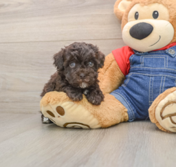 8 week old Havapoo Puppy For Sale - Seaside Pups