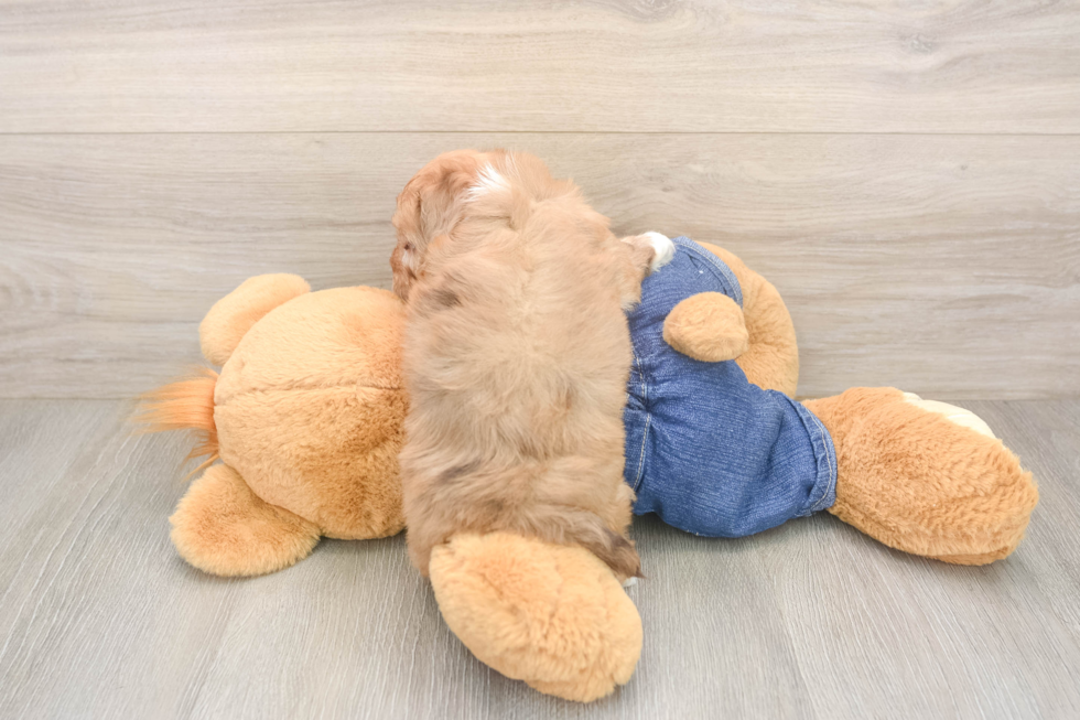 Small Havapoo Baby