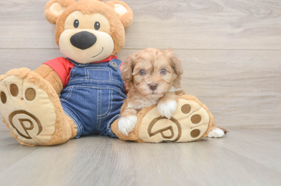 6 week old Havapoo Puppy For Sale - Seaside Pups