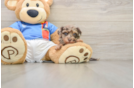 Petite Havapoo Poodle Mix Pup
