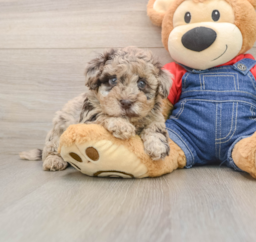 8 week old Havapoo Puppy For Sale - Seaside Pups