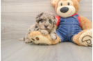 Little Havadoodle Poodle Mix Puppy
