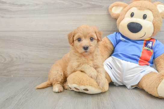 Havapoo Puppy for Adoption