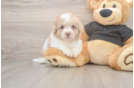 Havapoo Puppy for Adoption