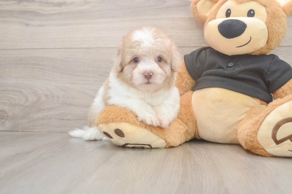 5 week old Havapoo Puppy For Sale - Seaside Pups