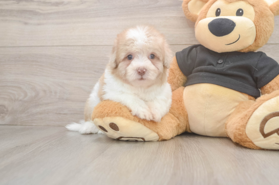 Havapoo Puppy for Adoption