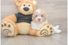 Havapoo Pup Being Cute