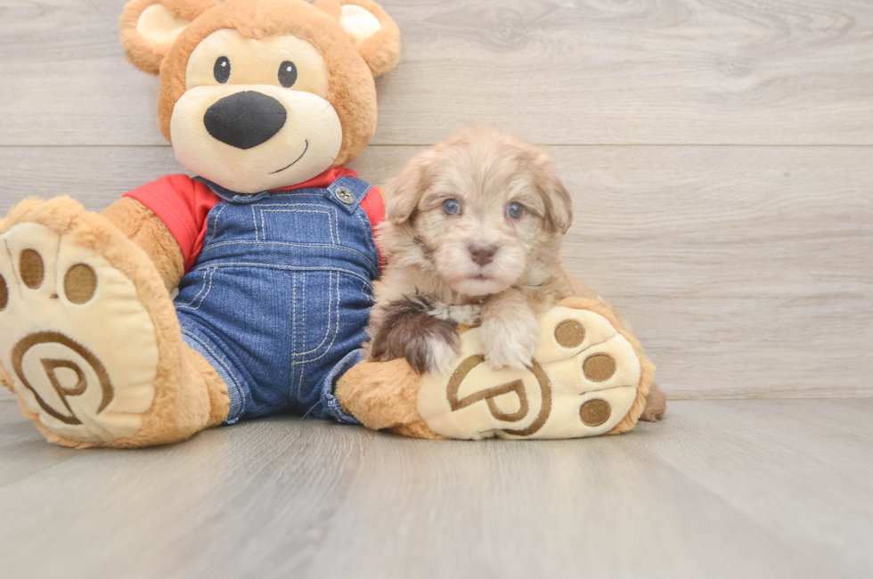 6 week old Havapoo Puppy For Sale - Seaside Pups