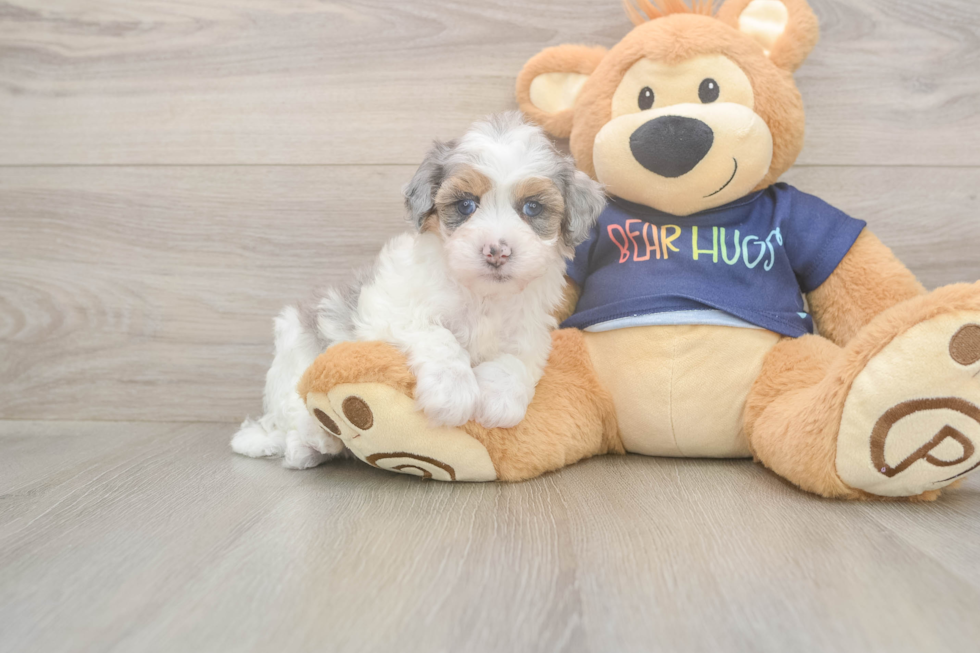 Adorable Havadoodle Poodle Mix Puppy