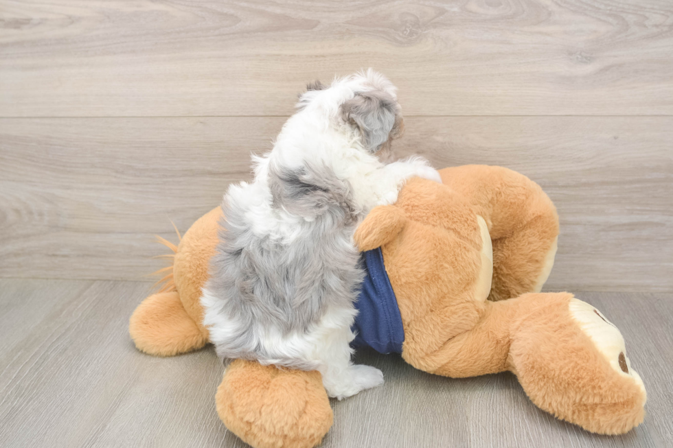 Fluffy Havapoo Poodle Mix Pup