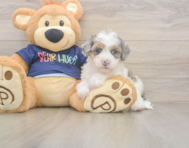 7 week old Havapoo Puppy For Sale - Seaside Pups