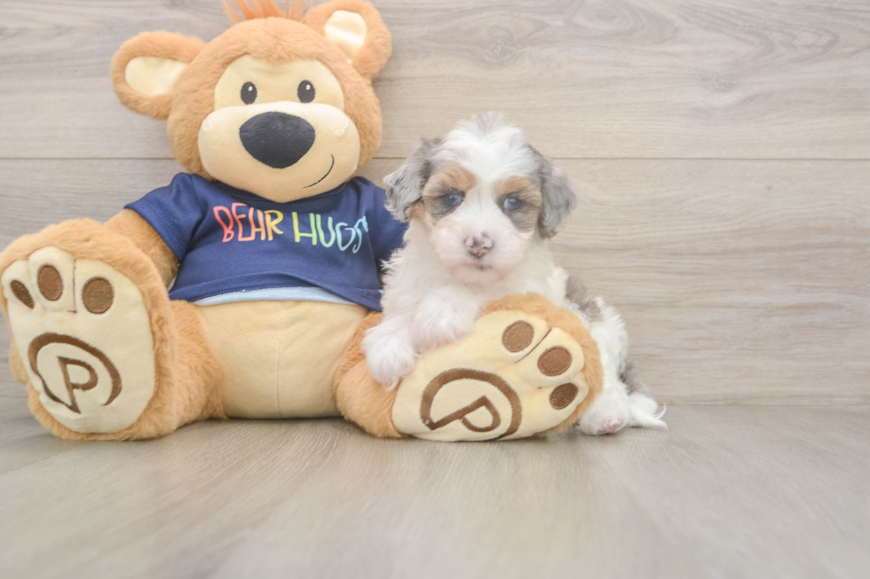 Havapoo Puppy for Adoption