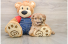 Adorable Havadoodle Poodle Mix Puppy