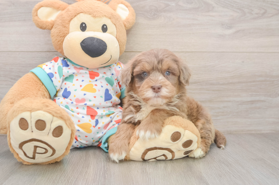 5 week old Havapoo Puppy For Sale - Seaside Pups