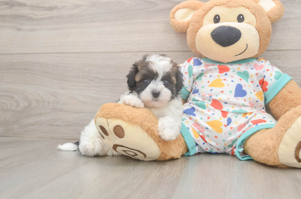 5 week old Havapoo Puppy For Sale - Seaside Pups